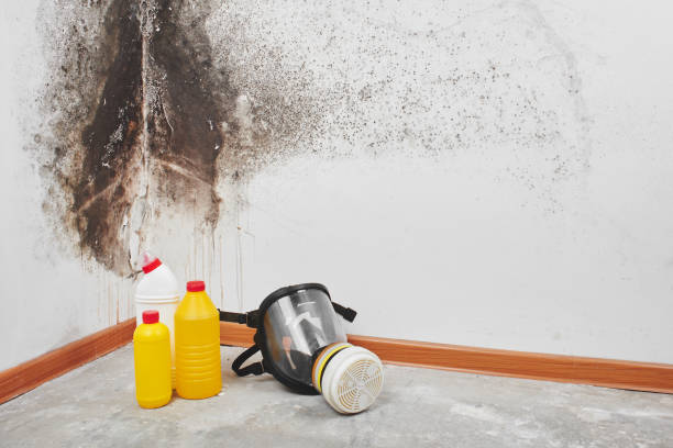 Best HVAC Mold Remediation in Rice Lake, WI