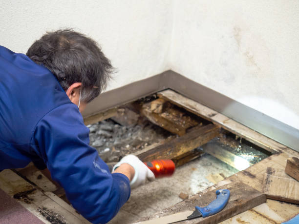 Best Insurance-Related Mold Remediation in Rice Lake, WI