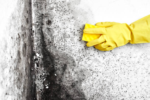 Professional Mold Remediation in Rice Lake, WI