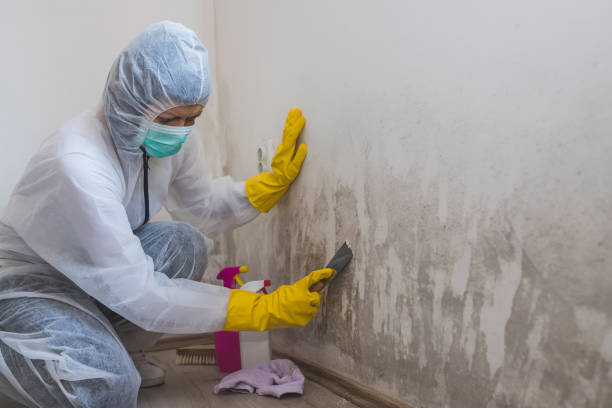 Best Post-Flood Mold Remediation in Rice Lake, WI
