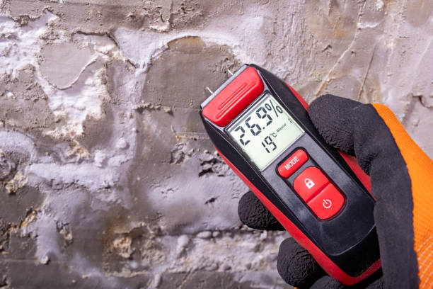 Best White Mold Remediation in Rice Lake, WI