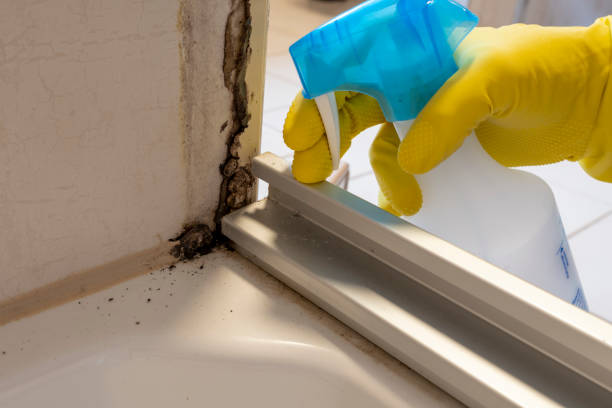 Best Kitchen Mold Remediation in Rice Lake, WI