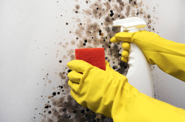 Best Emergency Mold Remediation in Rice Lake, WI