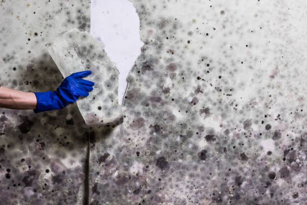 Best Bathroom Mold Remediation in Rice Lake, WI