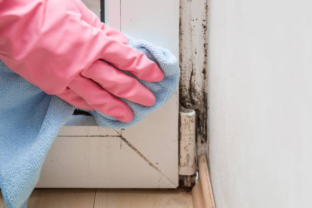 Best Attic Mold Remediation in Rice Lake, WI